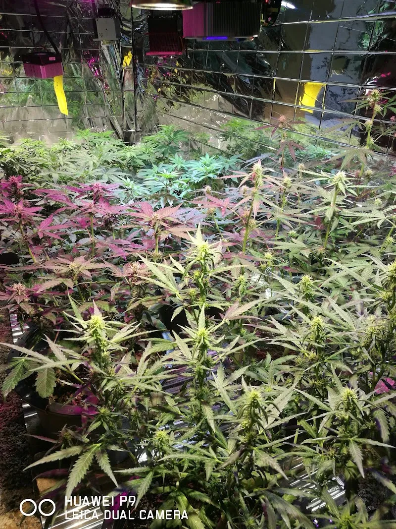 Dinlan Cannabis