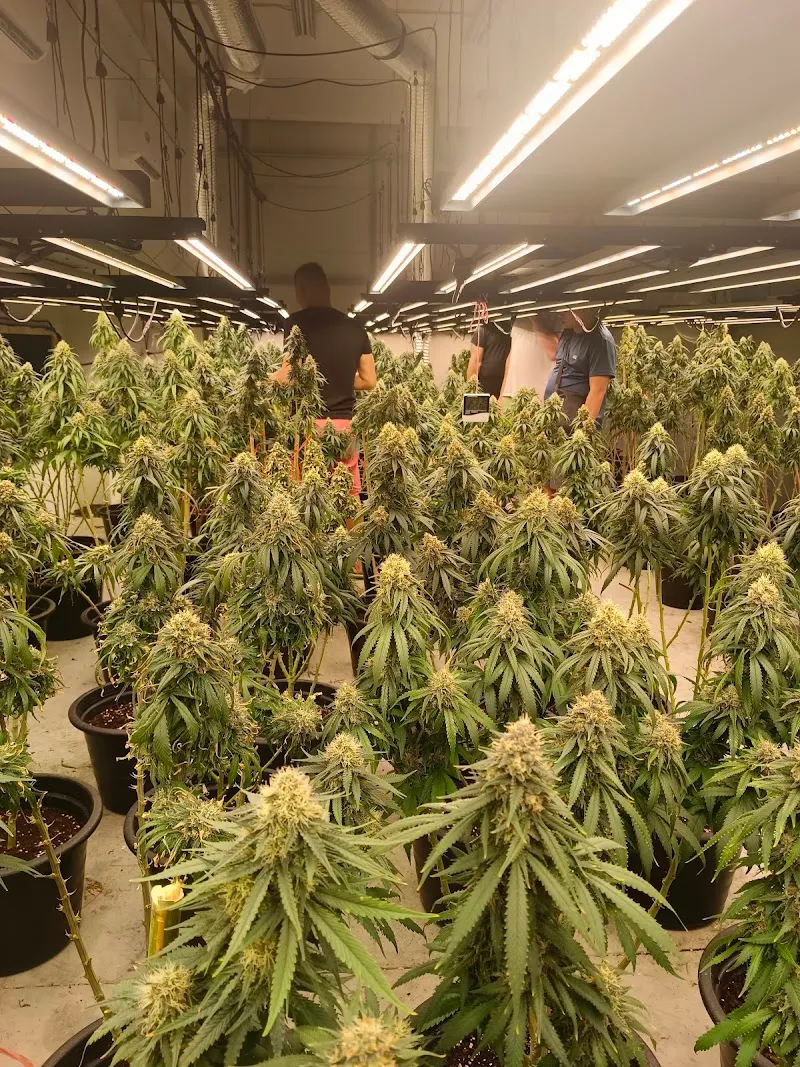 EXTRA CANNABIS CO.,LTD บริษัท เอ็กซ์ตร้า แคนนาบิส จำกัด