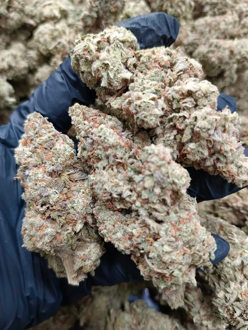 EXTRA CANNABIS CO.,LTD บริษัท เอ็กซ์ตร้า แคนนาบิส จำกัด