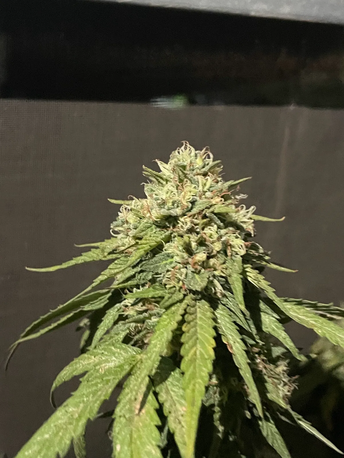 FA FARM CANNABIS