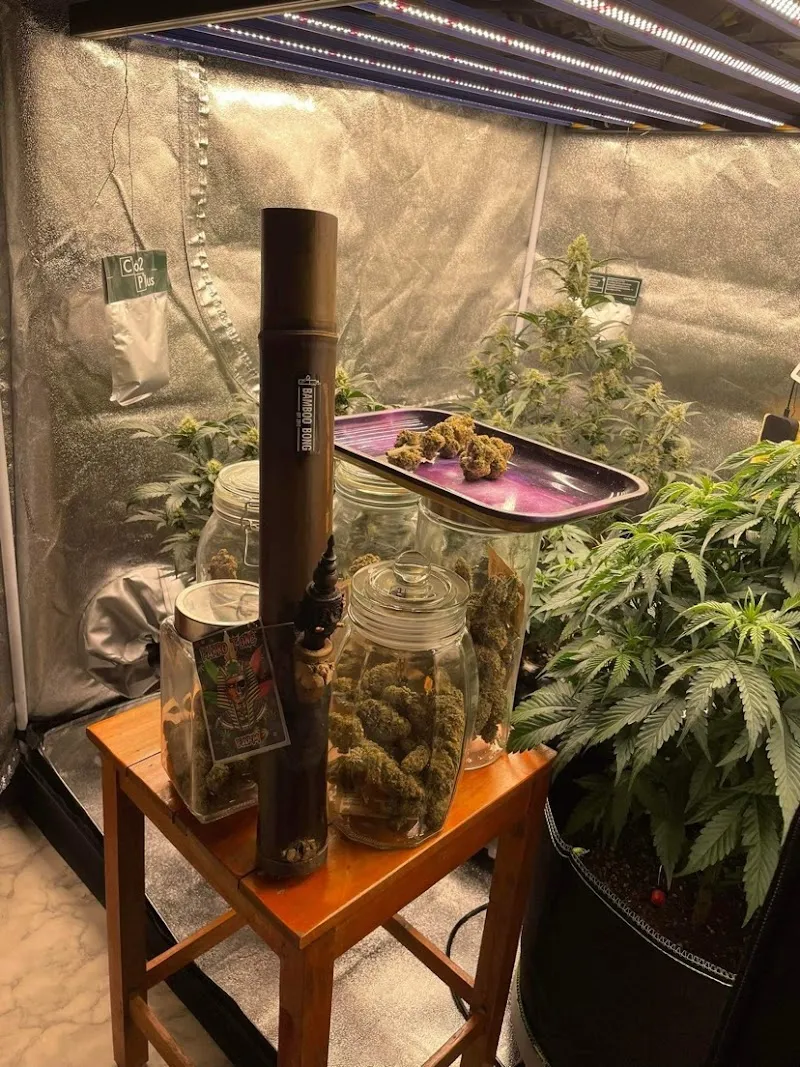 Farro cannabis farm