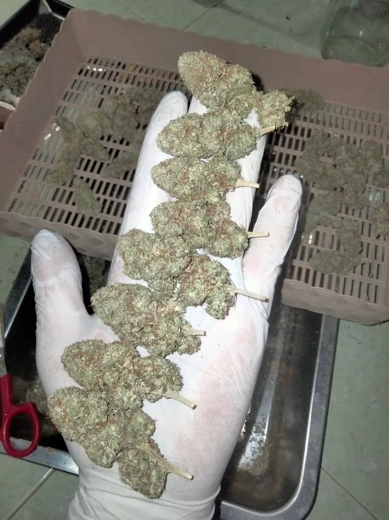 Farro cannabis farm
