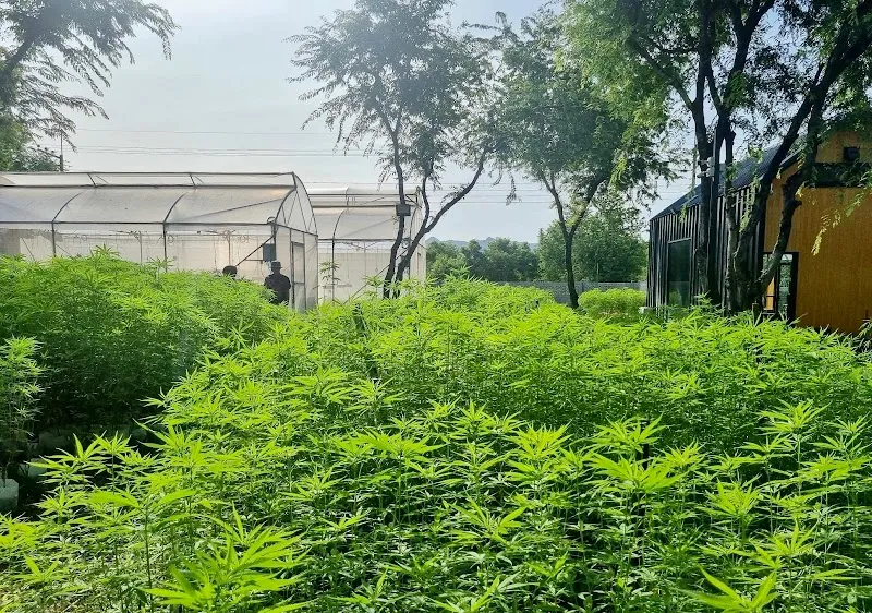 เฮมพ์ฮับฟาร์ม Hemphub Farm