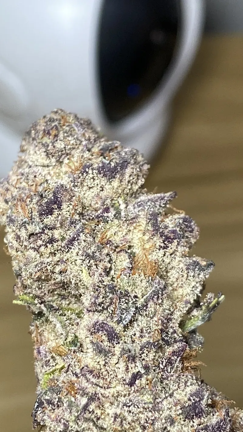Lookmod cannabis farm Chaiya