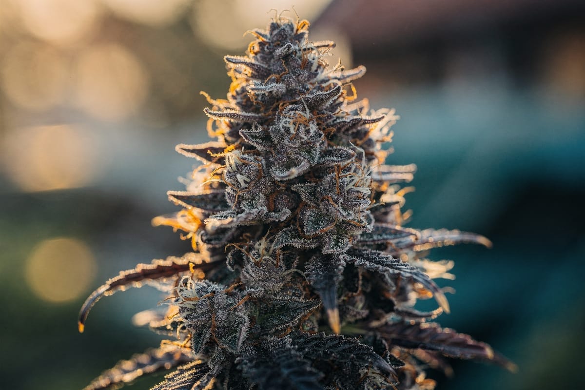 Blue Dream