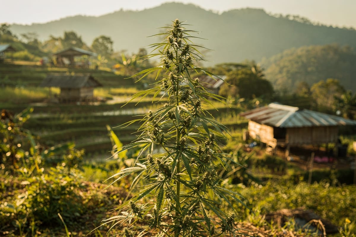 Thai Sativa